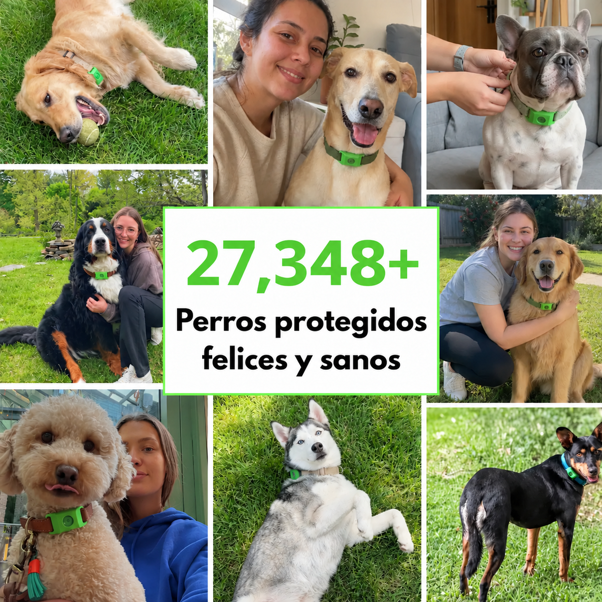 PawGuardian - 12 Meses Sin Pulgas ni Garrapatas
